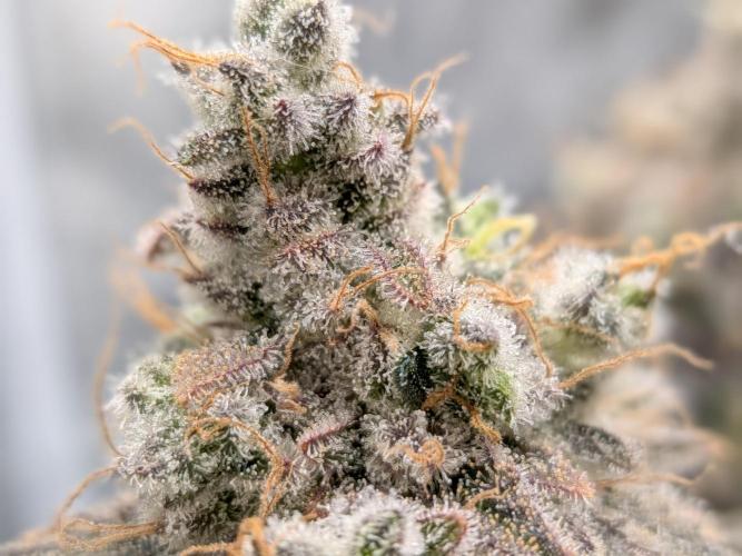 60x60cm - 3 Strain Grow - 100W. Week 16