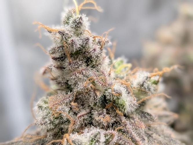 60x60cm - 3 Strain Grow - 100W. Week 16