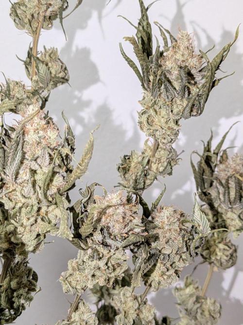 60x60cm - 3 Strain Grow - 100W. Week 16