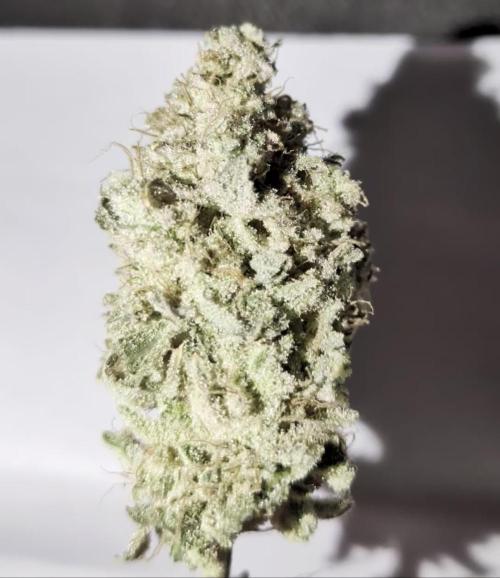 60x60cm - 3 Strain Grow