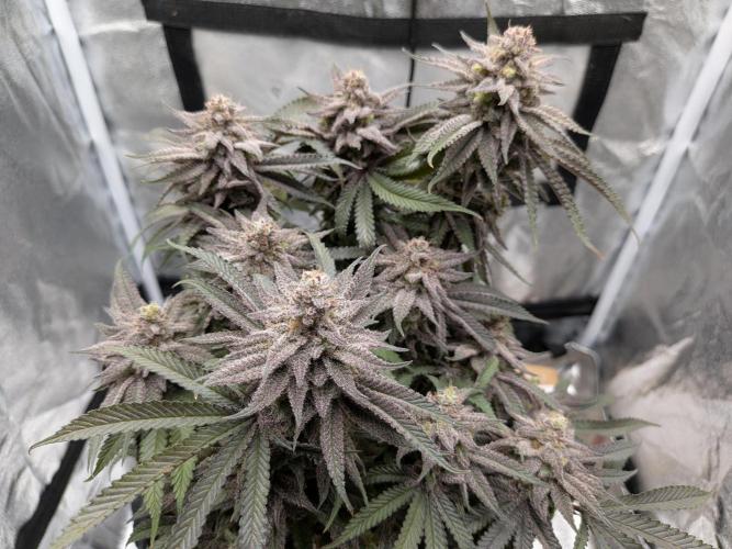 60x60cm - 3 Strain Grow - 100W. Week 16