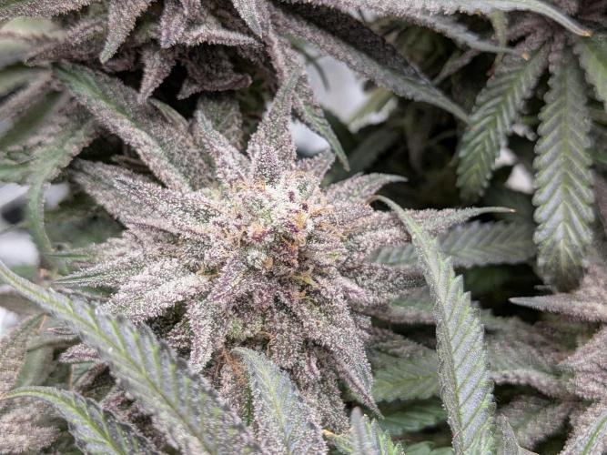 60x60cm - 3 Strain Grow - 100W. Week 16