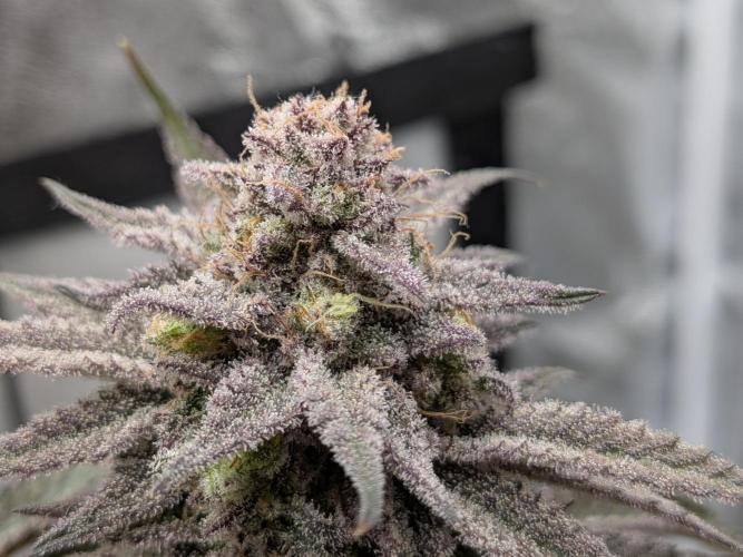 60x60cm - 3 Strain Grow - 100W. Week 16