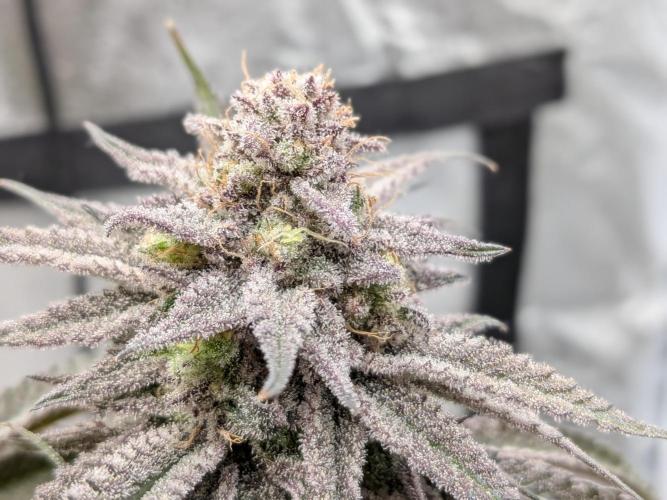 60x60cm - 3 Strain Grow - 100W. Week 16