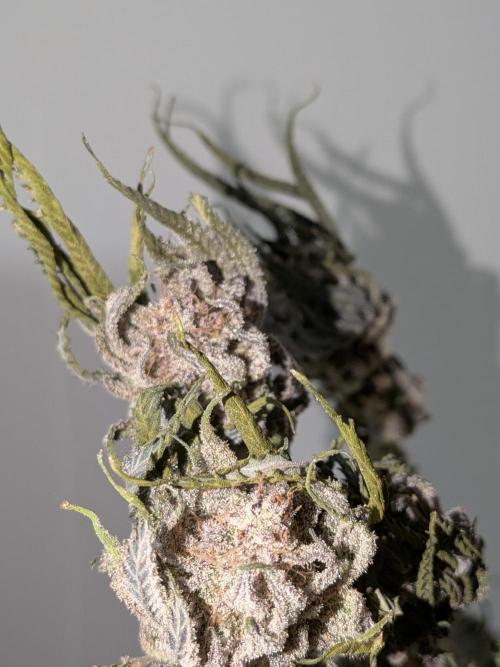60x60cm - 3 Strain Grow - 100W. Week 16