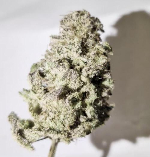 60x60cm - 3 Strain Grow - 100W
