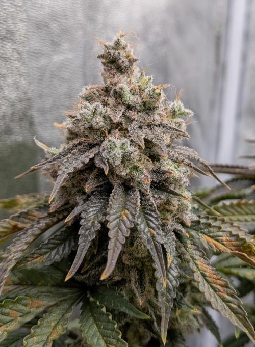 60x60cm - 3 Strain Grow - 100W. Week 16