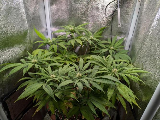 Eleven Roses. Week 2