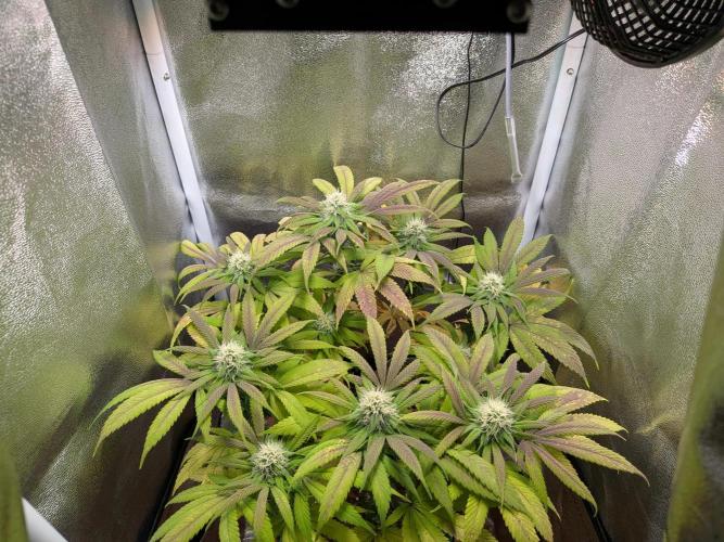 Eleven Roses. Week 4