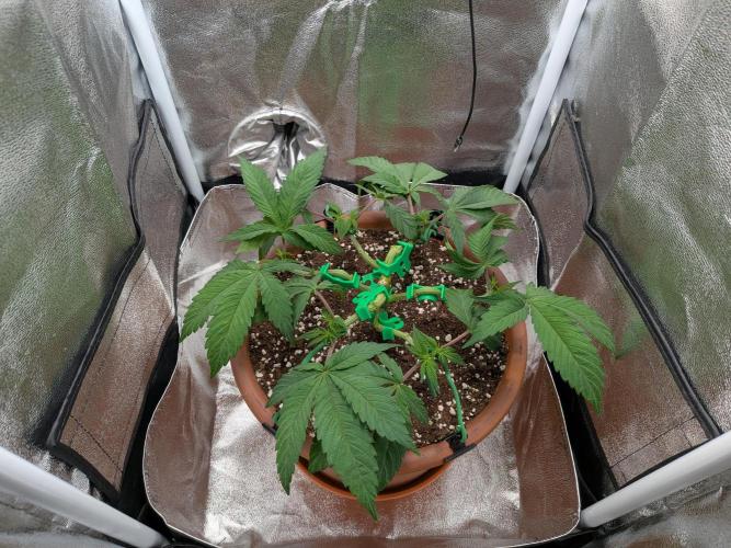 Eleven Roses. Week 4