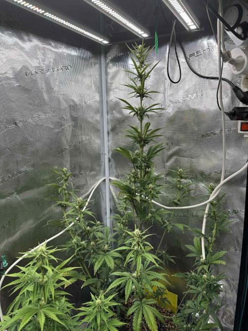 FastBuds Terpy Test Round #1. Week 7 - Orange Sherbert