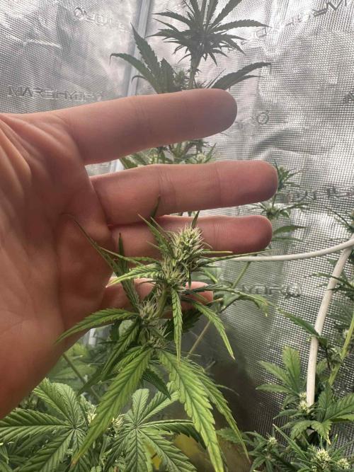 FastBuds Terpy Test Round #1. Week 7 - Orange Sherbert