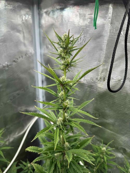 FastBuds Terpy Test Round #1. Week 7 - Orange Sherbert