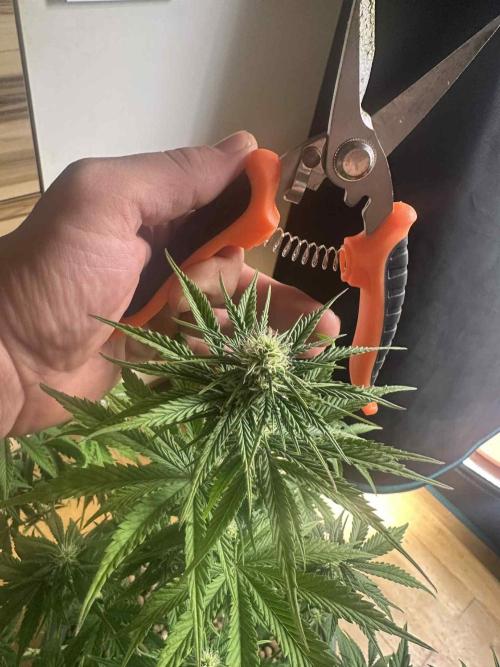 FastBuds Terpy Test Round #1. Week 7 - Cherry Cola