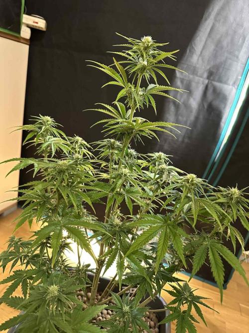 FastBuds Terpy Test Round #1. Week 7 - Cherry Cola