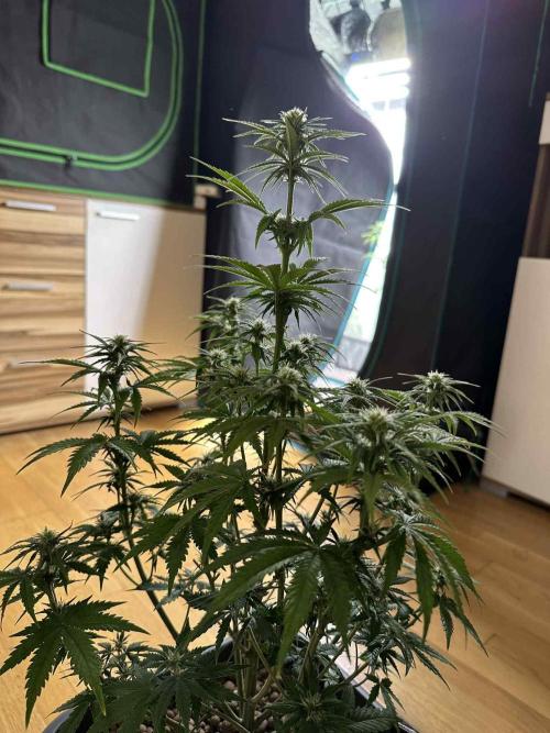 FastBuds Terpy Test Round #1. Week 7 - Cherry Cola