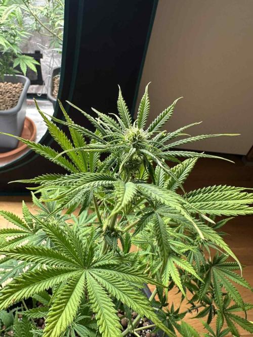 FastBuds Terpy Test Round #1. Week 7 - Apricot 