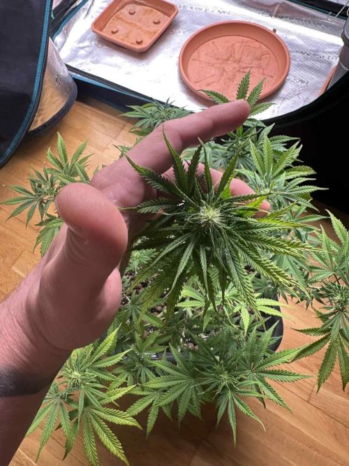 FastBuds Terpy Test Round #1. Week 7 - Apricot