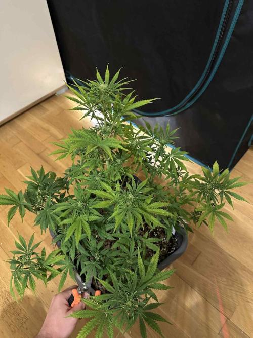 FastBuds Terpy Test Round #1. Week 7 - Apricot