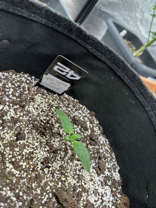 FastBuds Test Round #2. Week 1