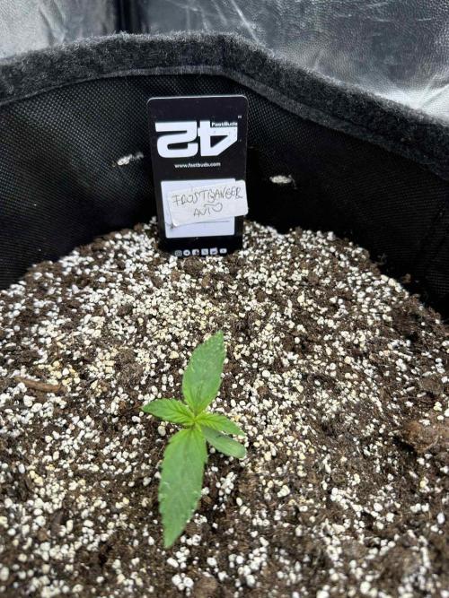 FastBuds Test Round #2. Week 1