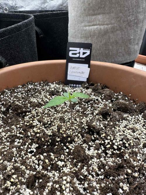 FastBuds Test Round #3. Week 1