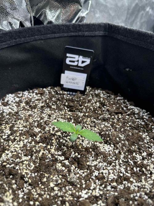 FastBuds Test Round #3. Week 1