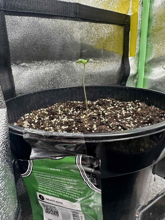 FastBuds Test Round #4. Week 1