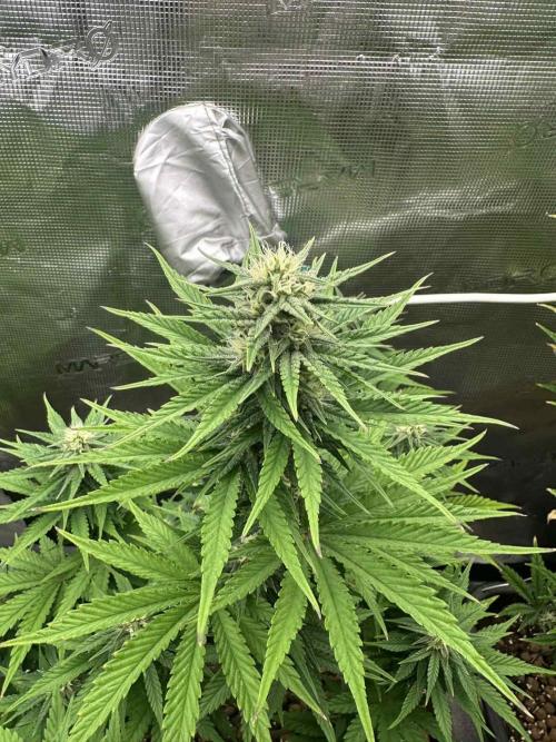 FastBuds Terpy Test Round #1. Week 9