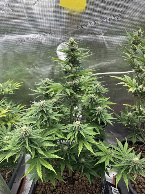 FastBuds Terpy Test Round #1. Week 9