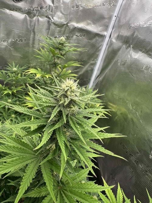 FastBuds Terpy Test Round #1. Week 9