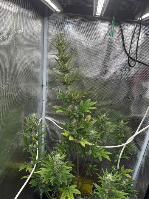 FastBuds Terpy Test Round #1. Week 9