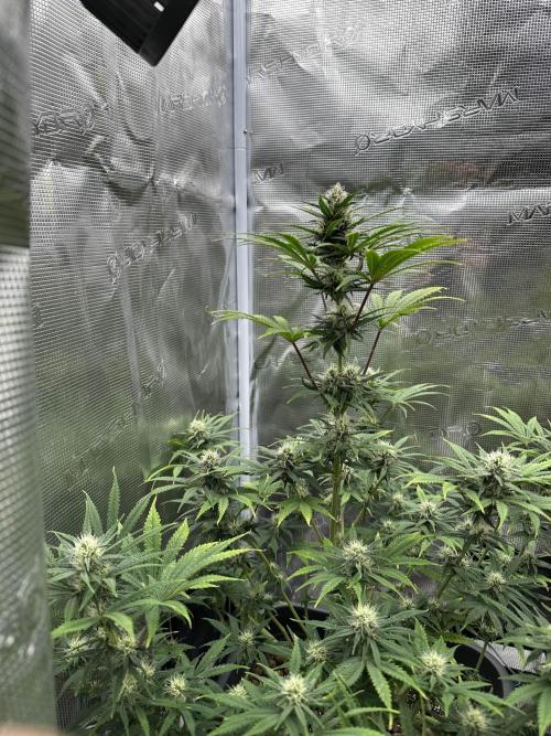 FastBuds Terpy Test Round #1. Week 10 - Apricot