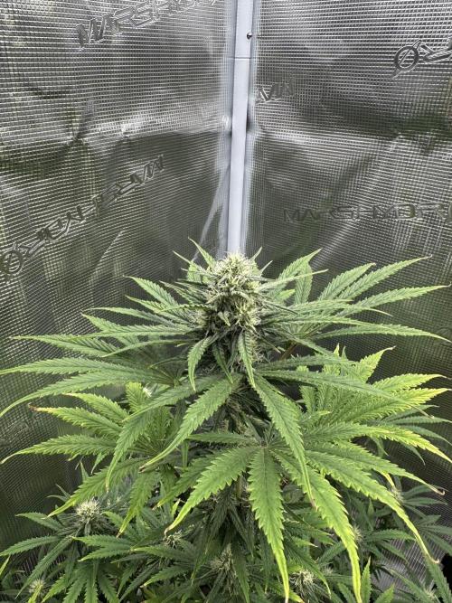 FastBuds Terpy Test Round #1. Week 10 - Apricot