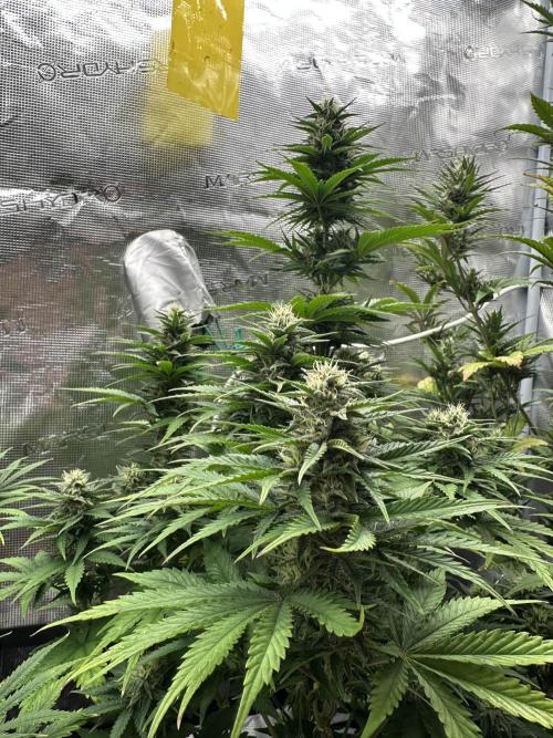 FastBuds Terpy Test Round #1. Week 10 - Cherry Cola