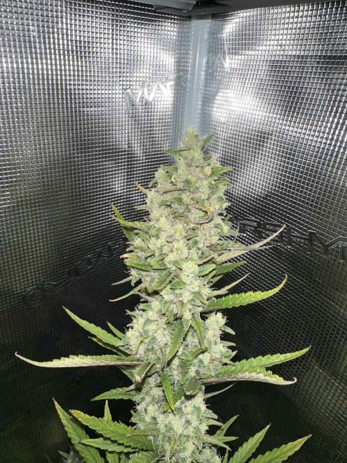 FastBuds Terpy Test Round #1. Week 12 - OS