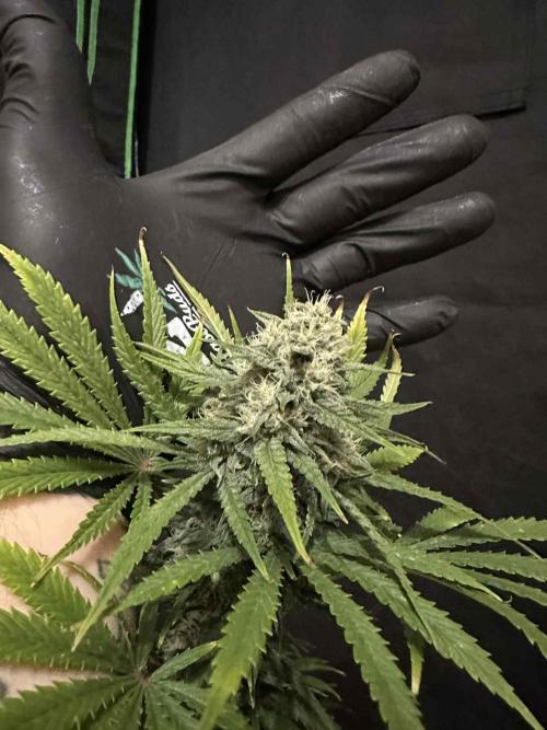 FastBuds Terpy Test Round #1. Week 12 - A