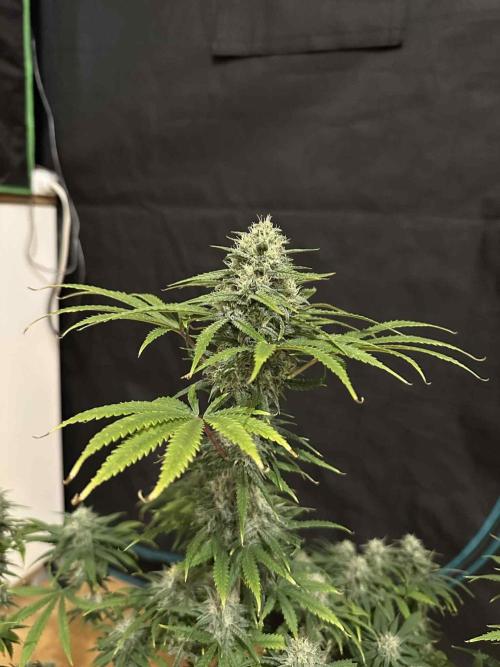 FastBuds Terpy Test Round #1. Week 12 - A