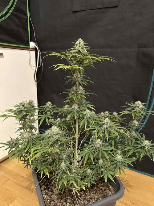 FastBuds Terpy Test Round #1. Week 12 - A