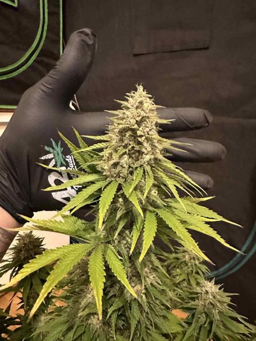 FastBuds Terpy Test Round #1. Week 12 - CC