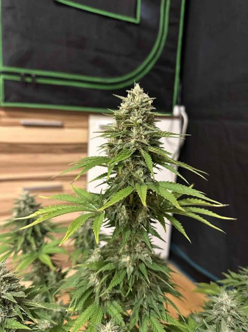 FastBuds Terpy Test Round #1. Week 12 - CC