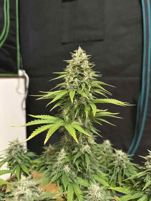 FastBuds Terpy Test Round #1. Week 12 - CC