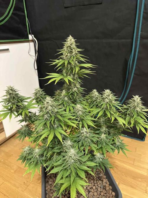 FastBuds Terpy Test Round #1. Week 12 - CC