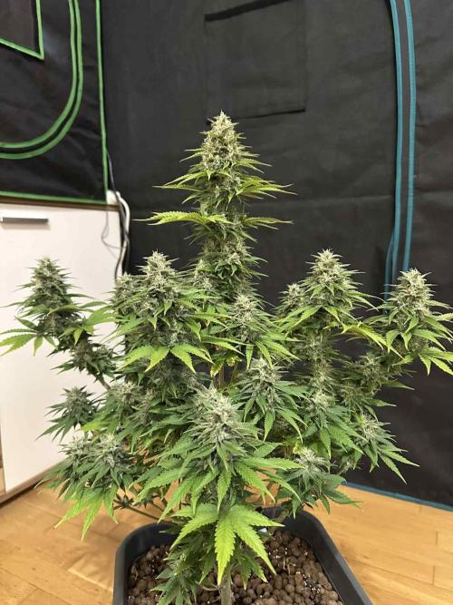 FastBuds Terpy Test Round #1. Week 12