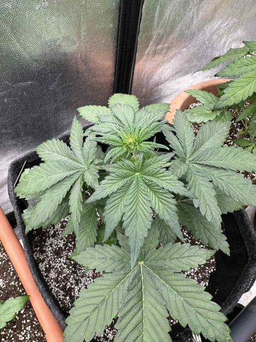 FastBuds Test Round #2. Week 3