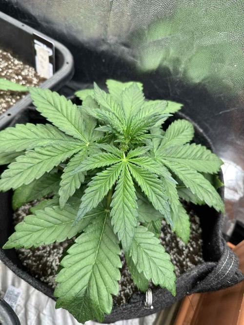 FastBuds Test Round #2. Week 3