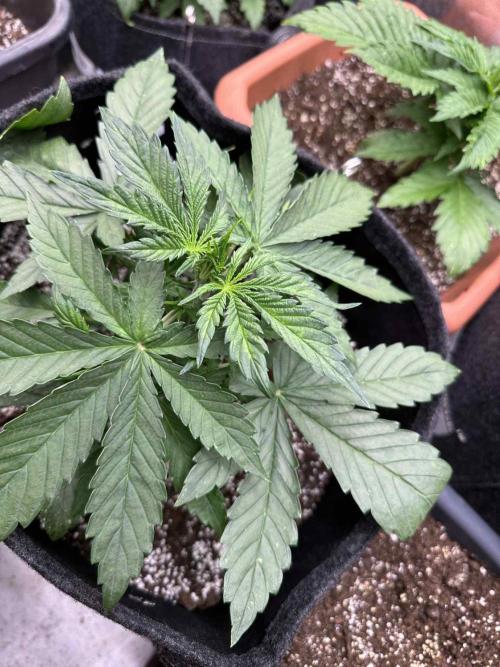 FastBuds Test Round #2. Week 3