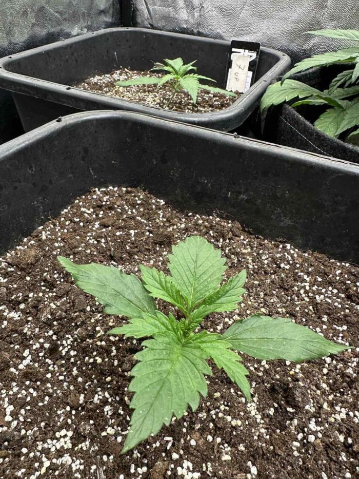 Fastbuds 7-up. Week 1