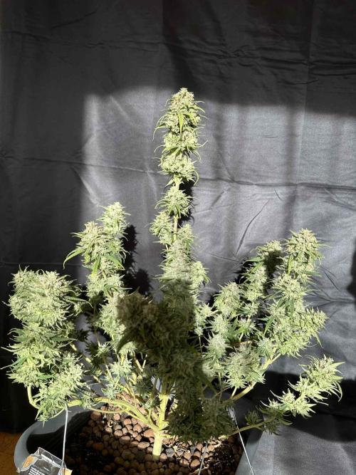 FastBuds Terpy Test Round #1. Week 13