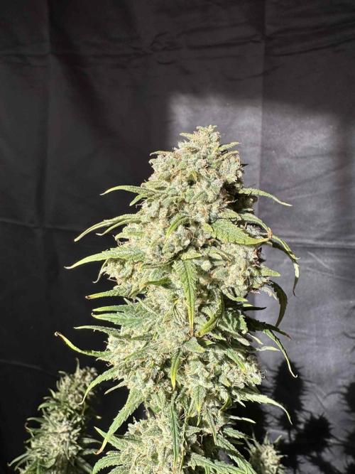 FastBuds Terpy Test Round #1. Week 13